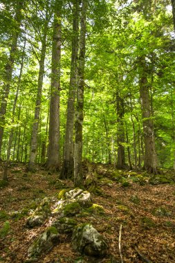Kron ile eski ağaçlar parlayan güneş ışığı