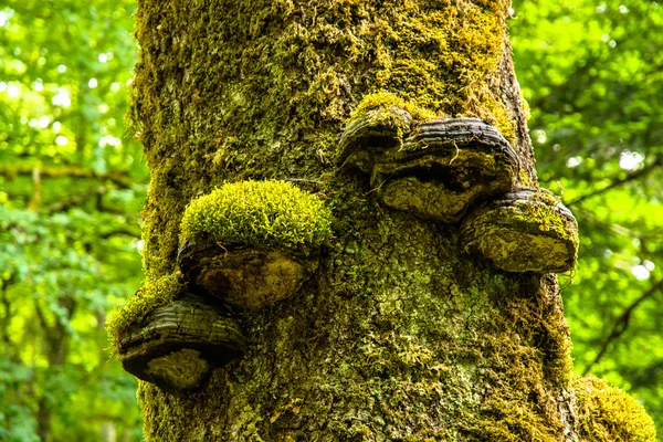 Ruttna träd stam med fnöske svamp i solljus — Stockfoto