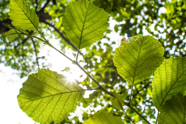 Güneş ışığı altında taze yaprakları — Stok fotoğraf