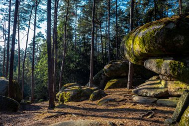 Avusturya 'daki Waldviertel' de Granit Kaya oluşumları ile Doğa Parkının Gizemli Manzarası