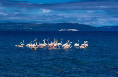 Büyük Flamingo Sürüsü (Phoenicopterus Roseus) Hırvatistan 'daki Istria' da Akdeniz 'in Gölünde Seyahat Molası Veriyor