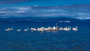 Büyük Flamingo Sürüsü (Phoenicopterus Roseus) Hırvatistan 'daki Istria' da Akdeniz 'in Gölünde Seyahat Molası Veriyor
