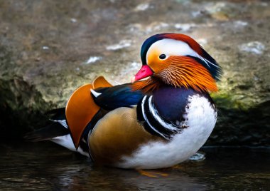 Erkek Mandarin Ördeği (Aix Galericulata) Nehirde Duran Renkli Plumage ile