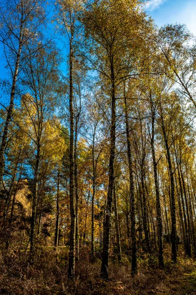 オーストリアの高い白樺のある秋の森 — ストック写真