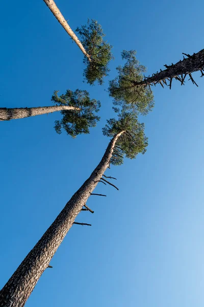 Baldacchini Steli Quattro Alte Conifere Che Crescono Vicini Cielo Blu — Foto Stock