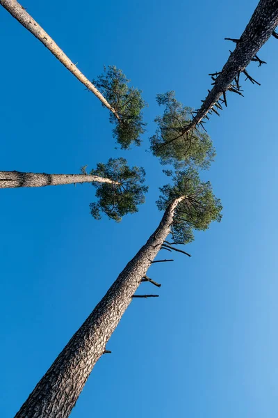四个高针叶树的花冠和茎一起生长在蓝天附近 — 图库照片