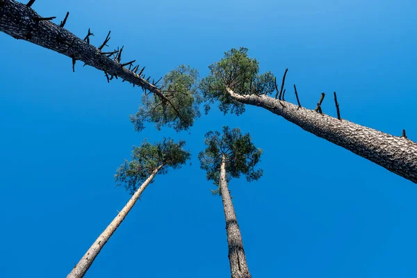 Vrcholky Stonky Čtyř Vysokých Jehličnanů Rostou Blízko Modrého Nebe — Stock fotografie