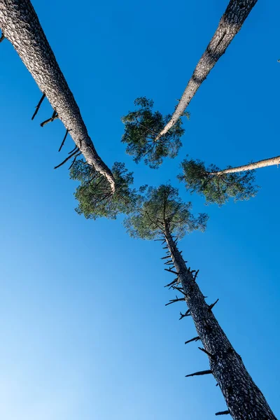 Baldacchini Steli Quattro Alte Conifere Che Crescono Vicini Cielo Blu — Foto Stock