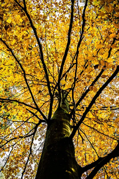 黄色の紅葉が美しい落葉樹の冠の中へ — ストック写真