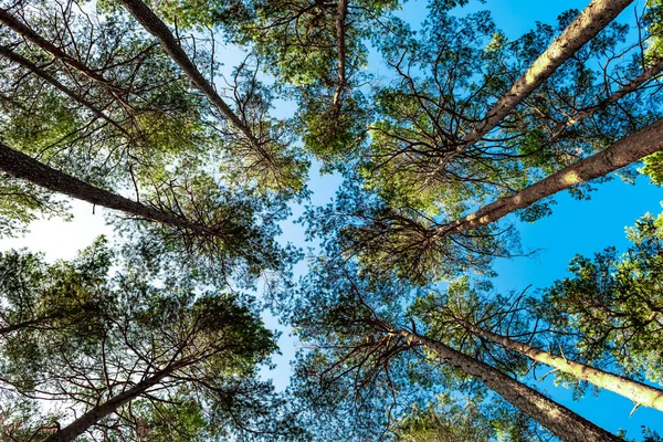 Вид Урожай Высоких Хвойных Деревьев Лесу — стоковое фото