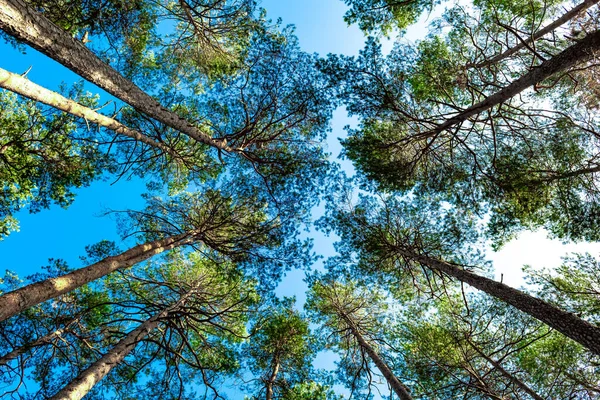 Vistas Las Coronas Coníferas Altas Bosque —  Fotos de Stock