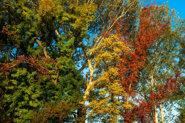 Množství Stromů Listím Různých Barev — Stock fotografie
