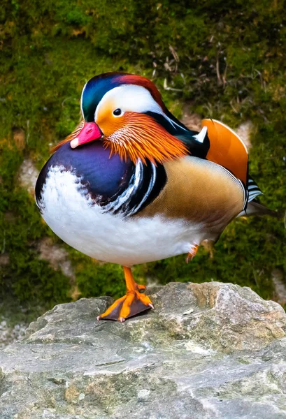 Canard Mandarin Mâle Aix Galericulata Avec Plumage Coloré Équilibrant Sur — Photo