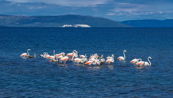 Flock Greater Flamingos Phoenicopterus Roseus Taking Travel Break Lagoon Mediterranean — Stock Photo, Image