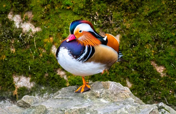 Αρσενικό Mandarin Duck Aix Galericulata Πολύχρωμο Plumage Balancing Stone — Φωτογραφία Αρχείου