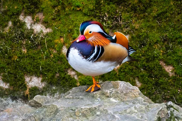 Pato Mandarim Masculino Aix Galericulata Com Plumagem Colorida Balanceamento Pedra — Fotografia de Stock