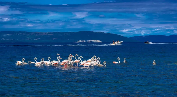 Nagyobb Flamingók Phoenicopterus Roseus Raját Zavarja Motorcsónak Földközi Tenger Egy — Stock Fotó