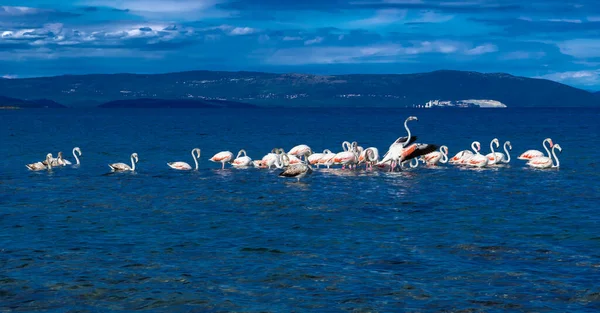 Nagyobb Flamingók Phoenicopterus Roseus Raja Akik Földközi Tenger Lagúnájában Utaznak — Stock Fotó