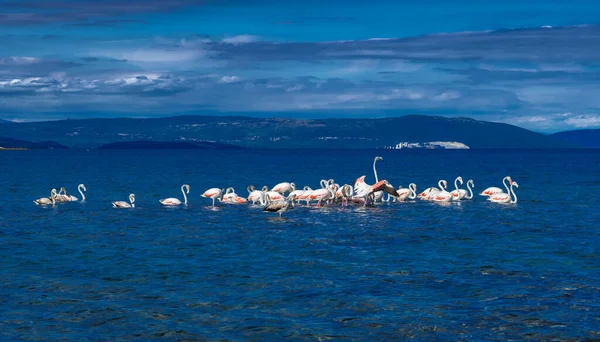 Flock Greater Flamingos Phoenicopterus Roseus Taking Travel Break Lagoon Mediterranean — Stock Photo, Image