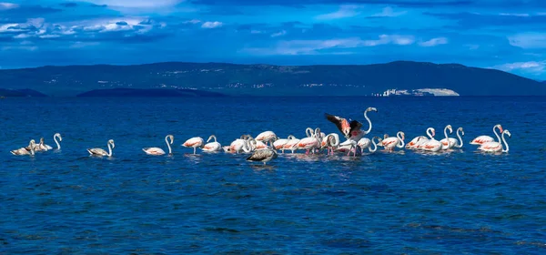 Nagyobb Flamingók Phoenicopterus Roseus Raja Akik Földközi Tenger Lagúnájában Utaznak — Stock Fotó