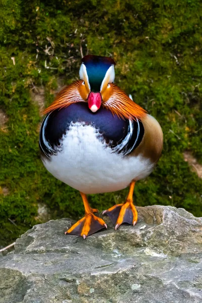 Αρσενικό Mandarin Duck Aix Galericulata Πολύχρωμο Plumage Balancing Stone — Φωτογραφία Αρχείου