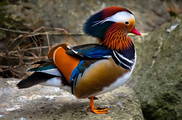 Αρσενικό Mandarin Duck Aix Galericulata Πολύχρωμο Plumage Balancing Stone — Φωτογραφία Αρχείου
