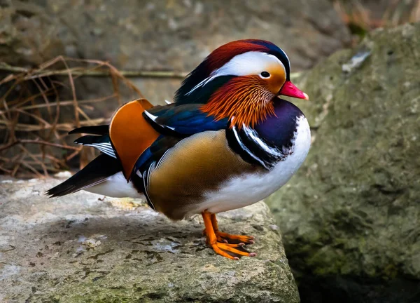 Pato Mandarim Masculino Aix Galericulata Com Plumagem Colorida Balanceamento Pedra — Fotografia de Stock