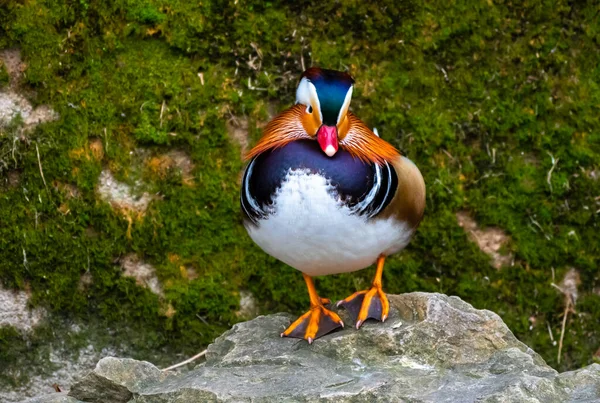 Αρσενικό Mandarin Duck Aix Galericulata Πολύχρωμο Plumage Balancing Stone — Φωτογραφία Αρχείου