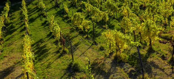 Aerial Shot Vineyard Austria — Stock Photo, Image
