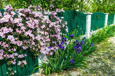 Mavi Bayraklı Bahçe Çitleri (Iris versicolor) ve Dağ Clematis (Clematis montana))