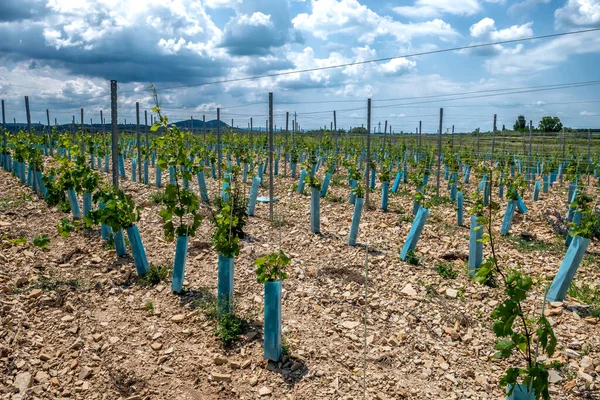 Vineyard Freshly Planted Grapevines Dry Summer Landscape Lake Balaton Peninsula — Fotografia de Stock