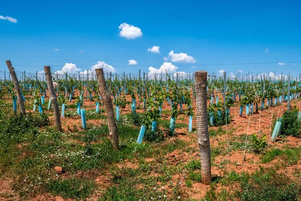 Vineyard Freshly Planted Grapevines Dry Summer Landscape Lake Balaton Peninsula — ストック写真