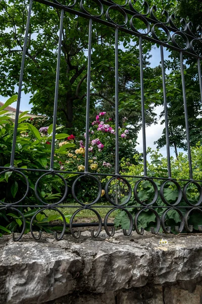 Colorful Roses Fresh Plants Garden Heavy Iron Fence Wall — 스톡 사진