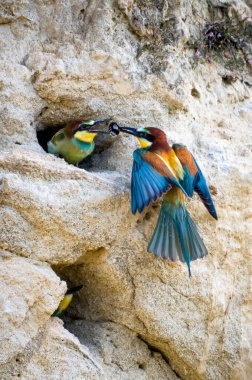 Avrupa Arı Yiyen (Merops Apiaster) Yaban Arısı Yuvası ile Çocuk Yetiştirir