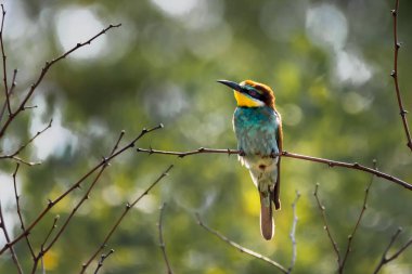 Avrupa Arı Yiyen (Merops Apiaster) Doğal Yaşam Alanında Renkli Plumage ile
