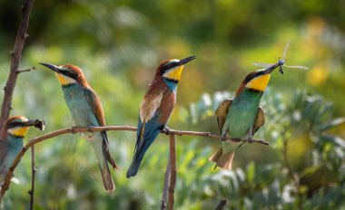Avrupa Arı Yiyiciler Grubu (Merops Apiaster) Renkli Plumage ve Doğal Yaşam Alanında Avlanma
