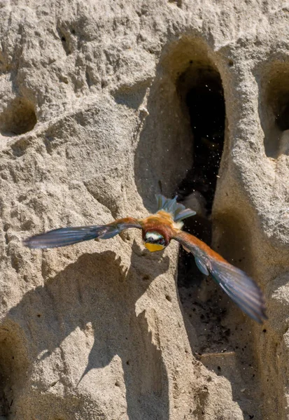 Europese Bijeneter Merops Apiaster Met Kleurrijke Veren Bladeren Broeden Hol — Stockfoto