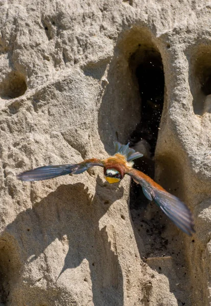 Comedor Abelhas Europeu Merops Apiaster Com Plumagem Colorida Deixa Toca — Fotografia de Stock