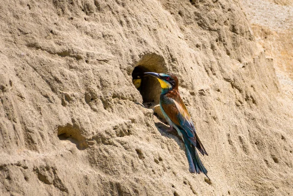 Avrupa Arı Yiyen (Merops Apiaster) Yaban Arısı Yuvası ile Çocuk Yetiştirir