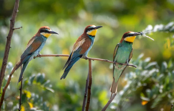 Avrupa Arı Yiyiciler Grubu (Merops Apiaster) Renkli Plumage ve Doğal Yaşam Alanında Avlanma