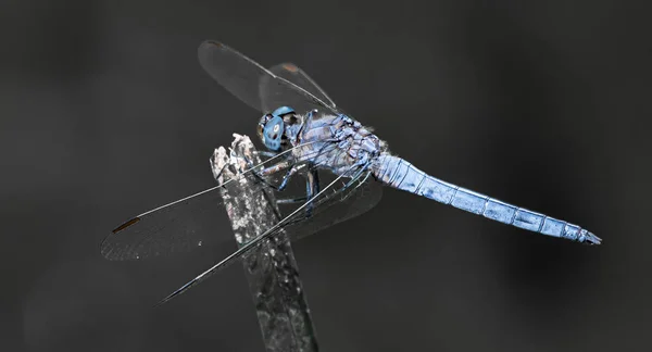 Keeled Skimmer Dragonfly Orthetrum Coerulescens Sits Twig Break — Stock Photo, Image