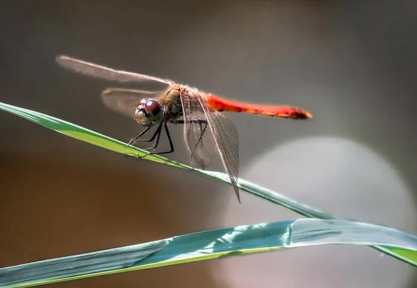 Bıyıklı Darter Dragonfly Sympetrum Vulgatum Bir Yaprağın Üzerine Oturur — Stok fotoğraf
