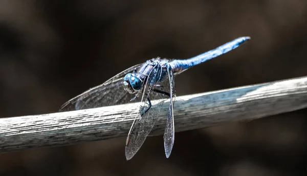 Dragonfly Skimmer Keeled Orthetrum Coerulescens Senta Galho Para Uma Pausa — Fotografia de Stock