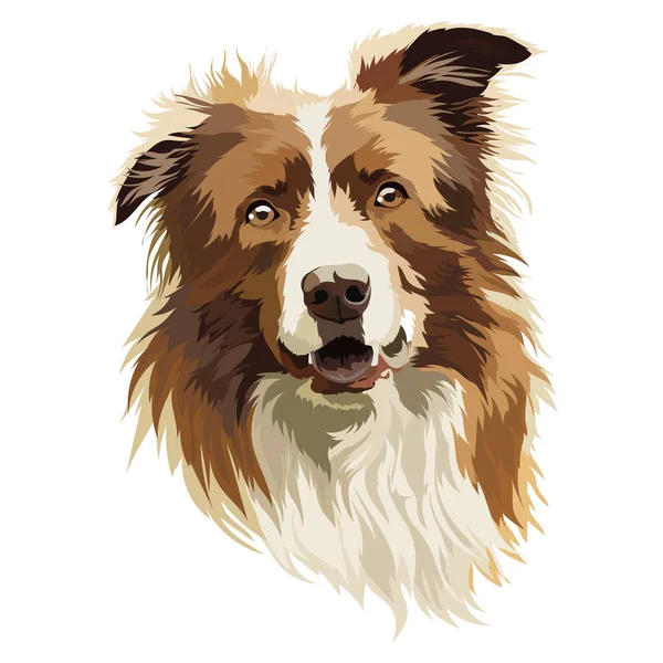 Ritratto Del Collie Confine Illustrazione Vettoriale Testa Museruola Cane Marrone — Vettoriale Stock