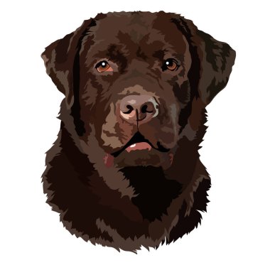 Labrador Retriever 'ın kafasının vektör çizimi. Portre