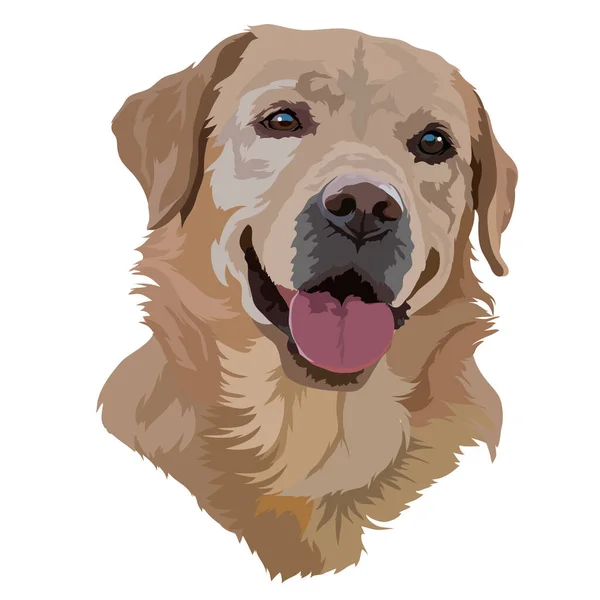 Golden Labrador Retriever Vecteur Tête — Image vectorielle