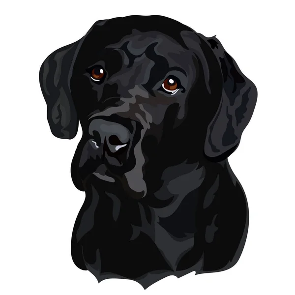 Black Labrador Retriever Head Vector Illustration — Vector de stock