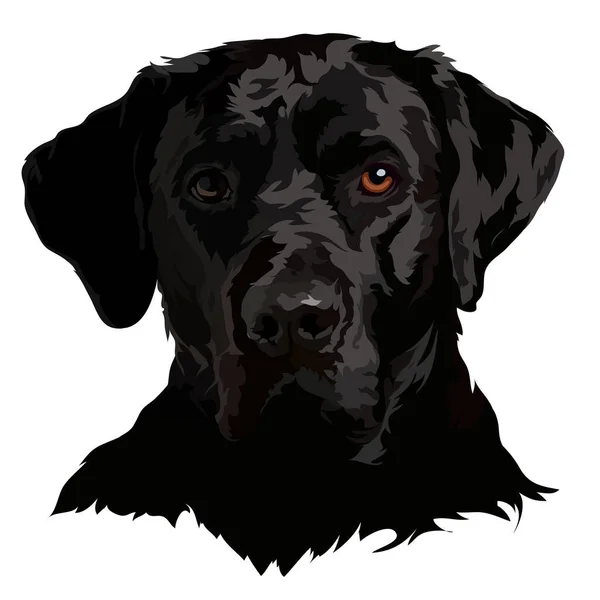 Černý Labradorský Vektor Ilustrace Psí Portrét — Stockový vektor