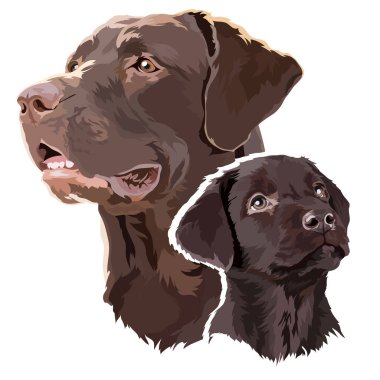 Bir köpek ve yetişkin çikolatasının portresi, kahverengi labrador. Vektör illüstrasyonu