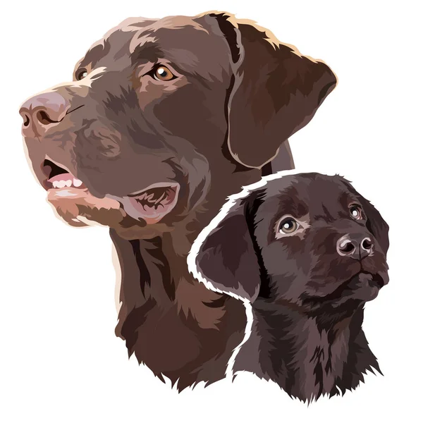 Portret Van Een Puppy Een Volwassen Chocolade Bruine Labrador Vectorillustratie — Stockvector